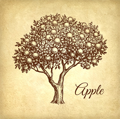 Apple tree. Ink sketch on old paper background. Hand drawn vector illustration. Retro style.