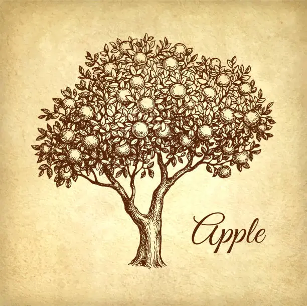 Vector illustration of Apple tree ink sketch.