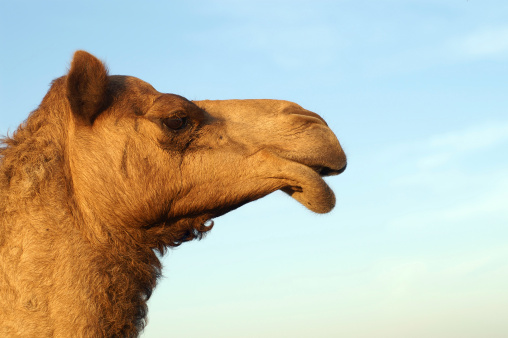 A portrait of a camel