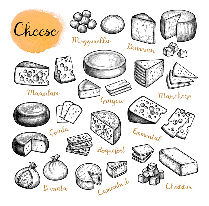 Cheese big collection. Set of ink sketches. Hand drawn vector illustration isolated on white background. Vintage style.