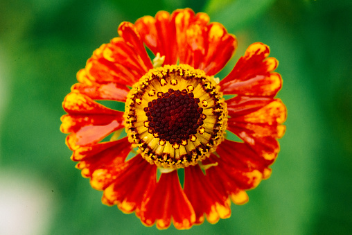 The rich red of a helenium flower