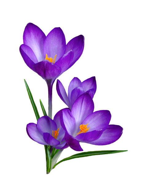 istock The first snowdrops saffron on white background 1477594627