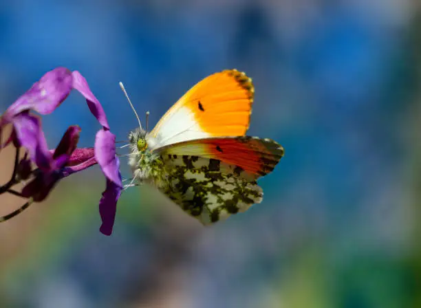 Butterflies in Greece.