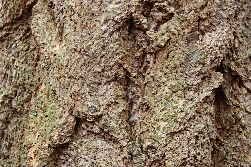 Close up of ancient giant sequoia tree bark