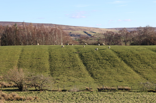 Sheep grazing in a green field with clear ridge and furrow lines