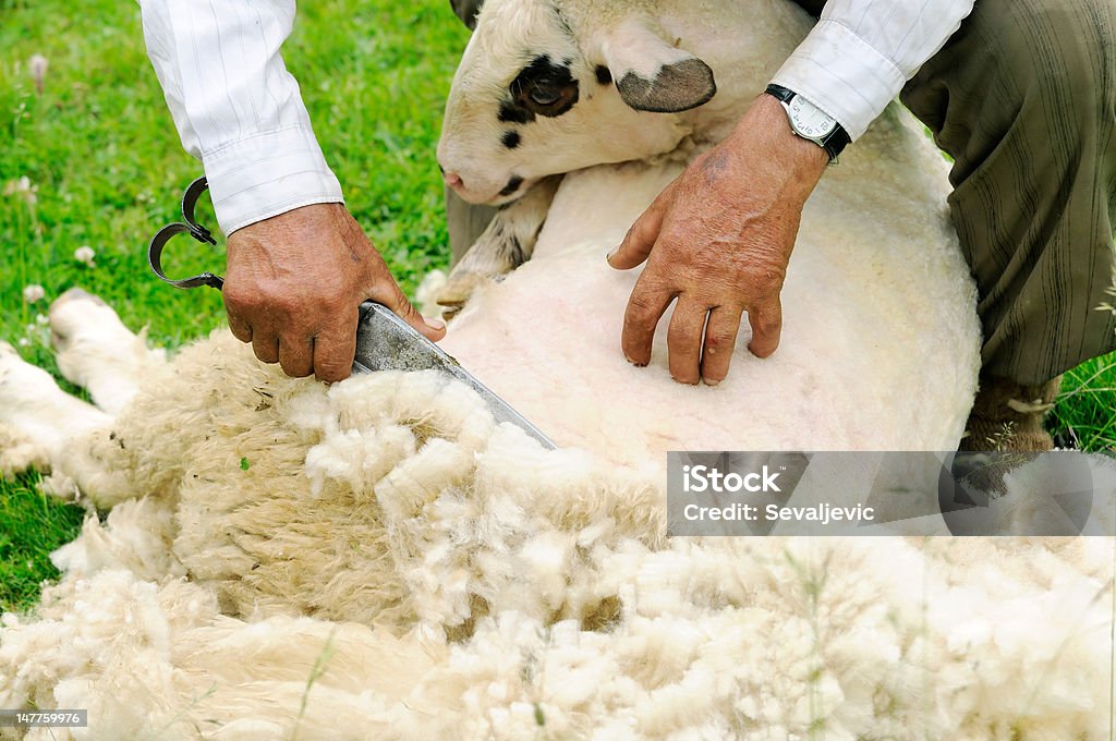 Découpe de mouton - Photo de Mouton libre de droits