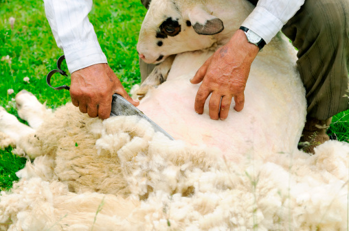 Shearing sheep on traditional way using handmade sheep shears