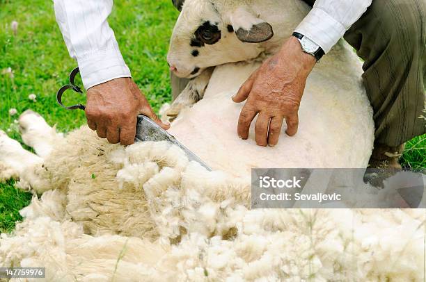 Ścięcia Owca - zdjęcia stockowe i więcej obrazów Owca - Owca, Strzyc owce, Wełna