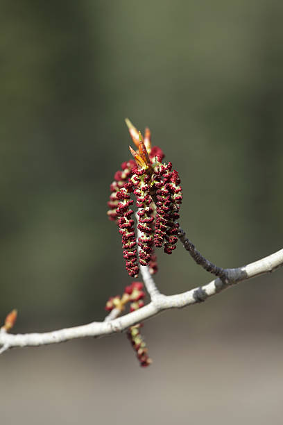 Northern Black Cottonwood (Populus trichocarpa) male flower. stock photo