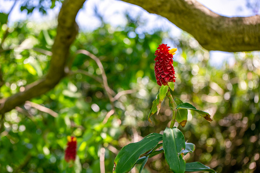 Beautiful Spiral Ginger plant flower, (costus barbatus), background with copy space, full frame horizontal composition