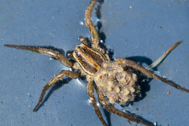 istock Spider and his breeding on the water 1477600234