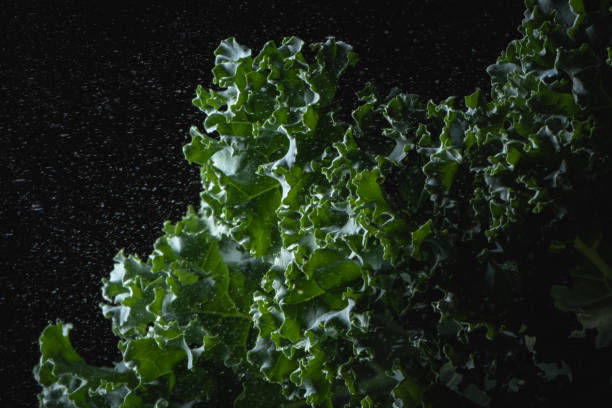 Close-up view of green kale leaf in studio on black background with little waterdrops