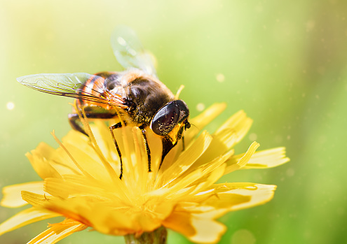 a bee of the Apoidea family on a yellow flower collects pollen close-up