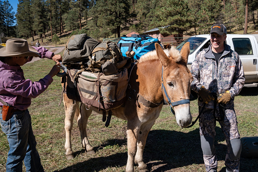 Glenwood, New Mexico - October 21, 2022: Happy male adult hunter laughs as his horse is being prepared and packed for a hunting trip at camp