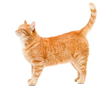contented and happy ginger cat is standing, side view, on a white isolated background