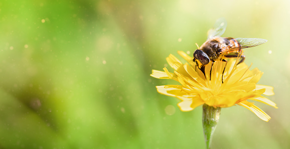 Honneybee collecting nectar on a rapeseed flower