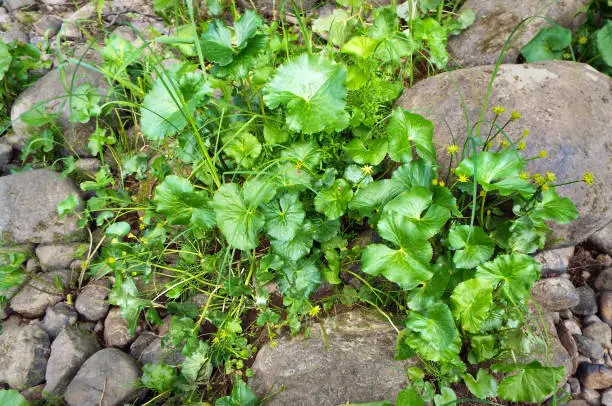 Photo of Spring bright green liverwort leaves close-up sprouted among the stones