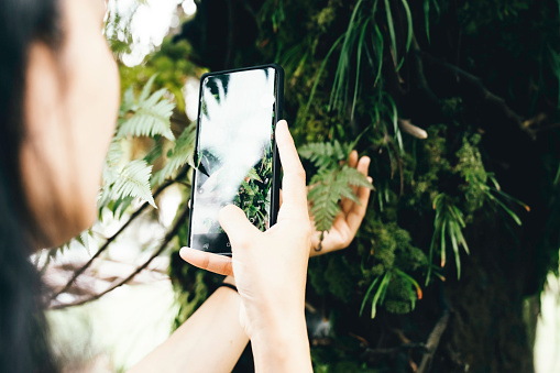 Woman taking photos with smart phone of fern in forest