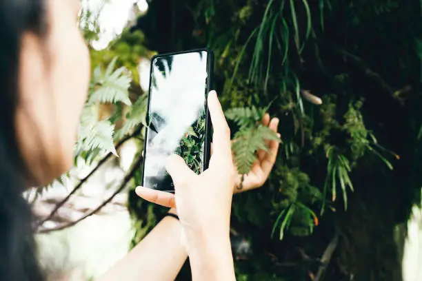 Photo of Woman taking photos with smart phone of fern in forest