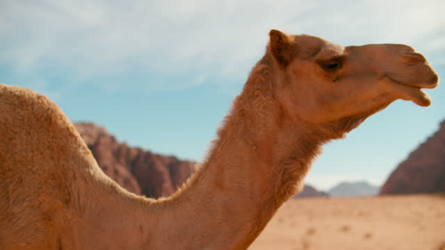 Close shot of Single Camel turning Head among Wadi Rum Desert in Jordan, Asia