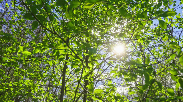 Sunbeam Through Green Leaves and Branches