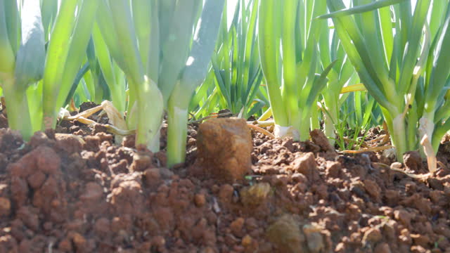 Farmland Leek (allium fistulosum) planted in the ground on a sunny morning