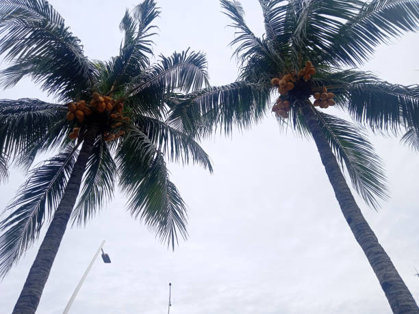 istock photo from under two coconut trees against the sky 1477609543