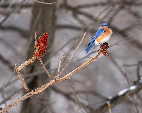 A proud-looking male eastern bluebird perched at the end of a sumac branch with clusters of fuzzy red sumac berries