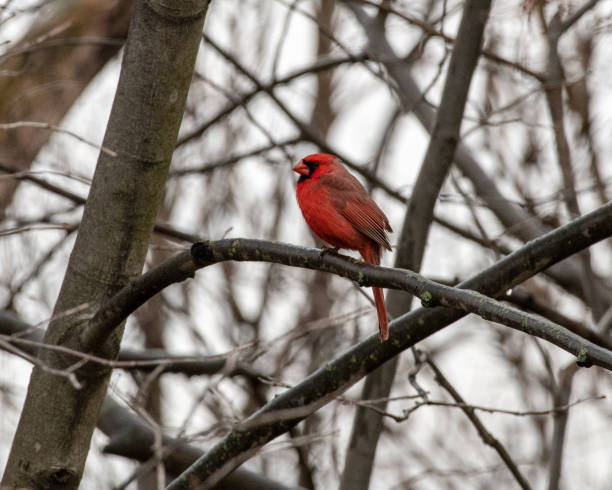 istock Male Cardinal on an overcast day 1477611430