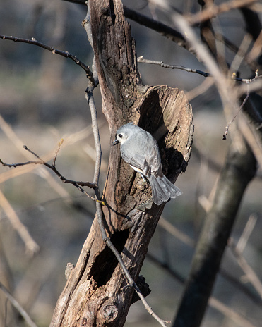 A single tufted titmouse perched on the edge of a hole in a dead tree in the morning sun