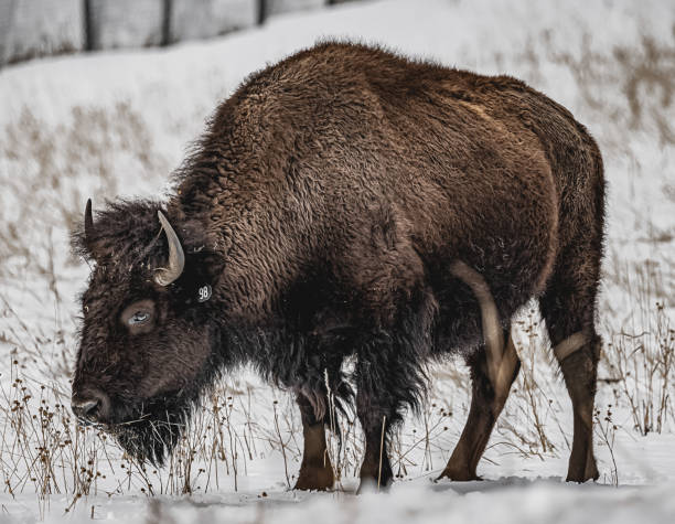 istock Bison in his natural environment on a snowy day 1477614139