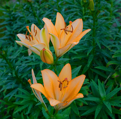 Beautiful Daylillies- Howard County, Indiana