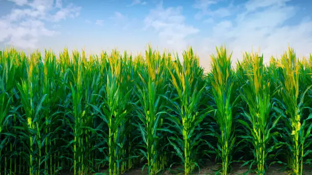 Cornfield in early morning- Howard County, Indiana