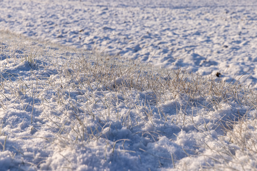 Yellow grass covered with snow and ice in winter, an agricultural field with various plants in the snow after frosts and snowfalls in eastern Europe