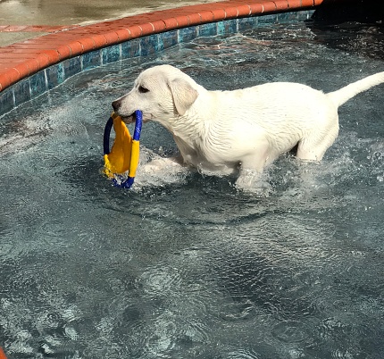 Four month old having fun in a swimming pool