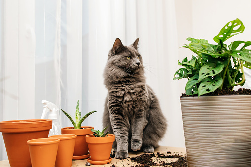 A gray Maine Coon cat sits next to a monstera house plant. Harm of some plants to animals. funny pets.
