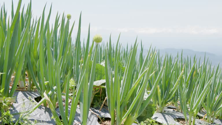 Farmland Leek (allium fistulosum) planted in the ground on a sunny morning