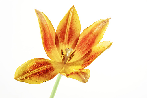 Open tulip flower head in orange, red and yellow with pistil and stamen, some water drops on the petals, isolated on a white background, copy space