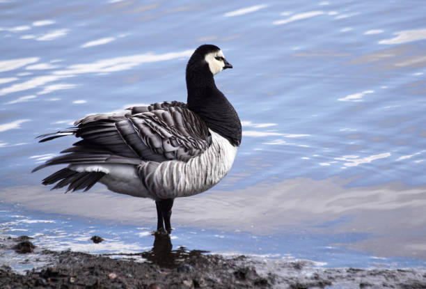 Close-up of a bird perching at Lake