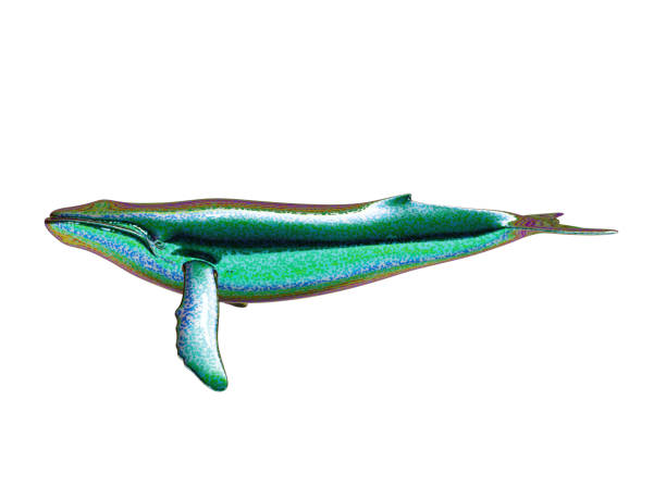 3D Rendering, Illustration Water Animal