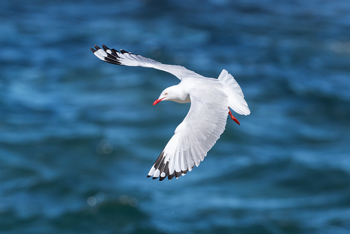 Australian Silver Gull
Larus novaehollandiae novaehollandiae
Sydney, New South Wales, Australia