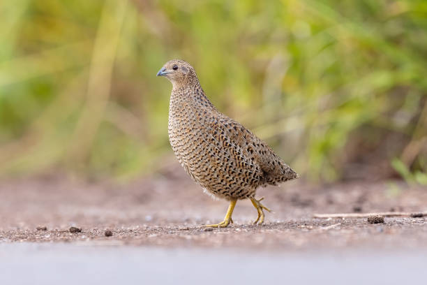 istock Mainland Brown Quail 1477627485