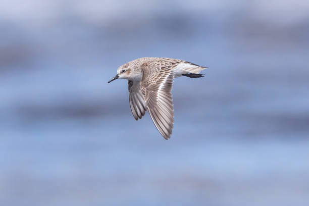 red-necked stint - charadrius stock-fotos und bilder