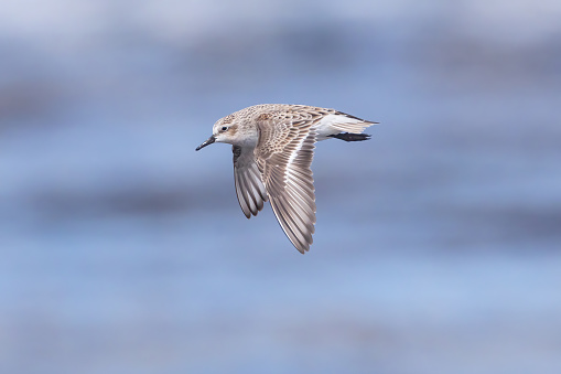 Red-necked Stint
Calidris ruficollis
Ballina, New South Wales, Australia