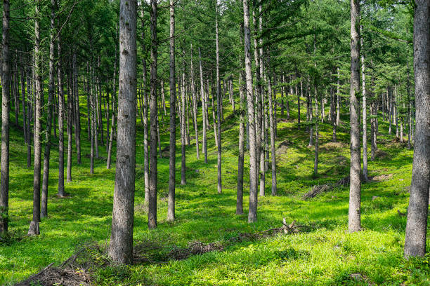 landscape coniferous forest larix kaempferi stock pictures, royalty-free photos & images