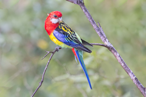 South-east Eastern Rosella
Platycercus eximius eximius
Sydney, New South Wales, Australia