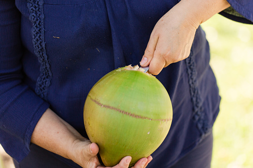 A 59-Year-Old Women's Hands Cutting Open a Coconut with a Knife to be able to Drink the Water,  Freshly Harvested Coconuts from a Florida Coconut Tree on a Warm South Florida Day in the Spring of 2023