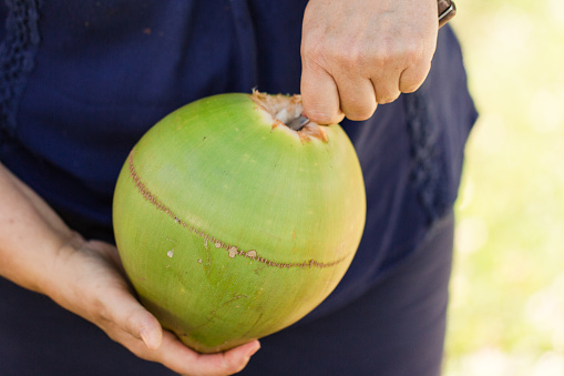 A 59-Year-Old Women's Hands Cutting Open a Coconut with a Knife to be able to Drink the Water,  Freshly Harvested Coconuts from a Florida Coconut Tree on a Warm South Florida Day in the Spring of 2023