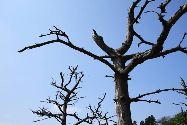 美しい枯れ木 - photography branch tree day ストックフォトと画像