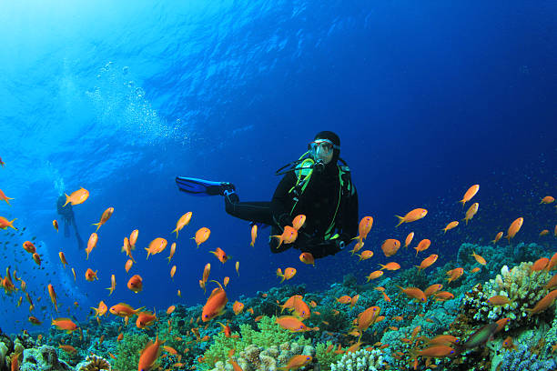 istock Scuba Diver explores coral reef 147763142